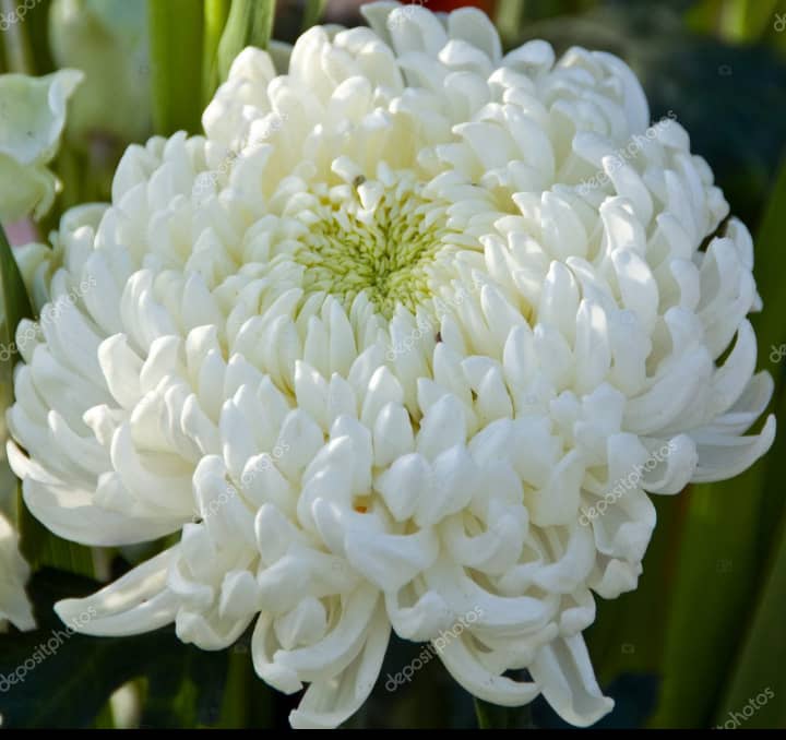 Chrysanthemum